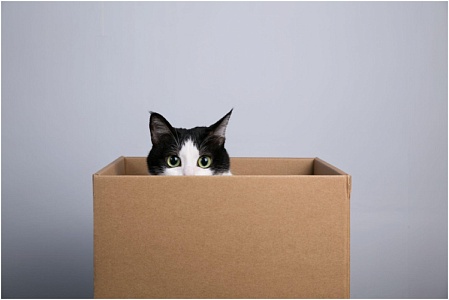 В США кошку случайно отправили по почте в коробке