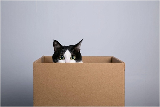 В США кошку случайно отправили по почте в коробке