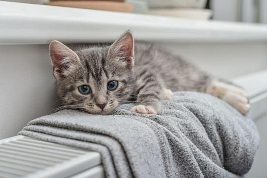 Как назвать серого котенка?