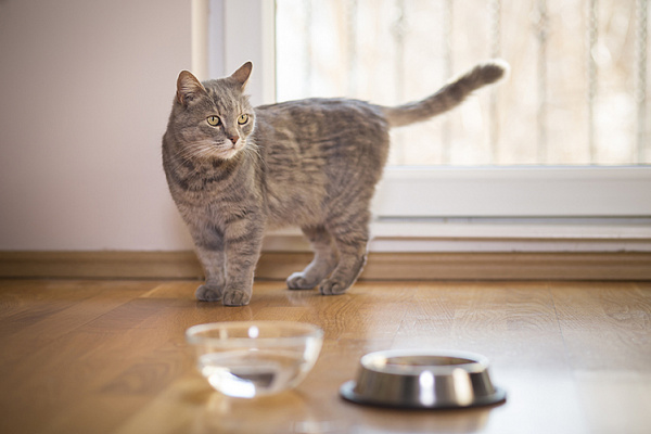 Сколько кошка может прожить без воды и еды?