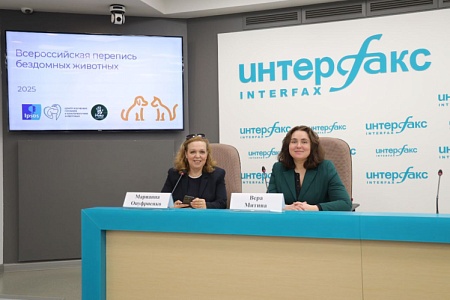 3,6 миллиона на улице: Всероссийская перепись бездомных животных 2025