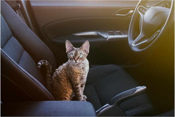 Длительный переезд с кошкой на автомобиле