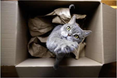 Ночной «тыгыдык», висение на шторах, убежище в коробке и другие странные привычки кошек