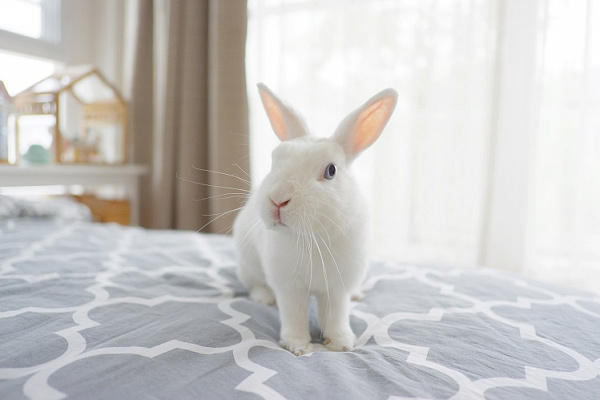 Содержание декоративных кроликов в домашних условиях