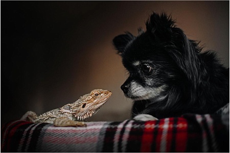 Как подружить экзотических питомцев с кошкой или собакой