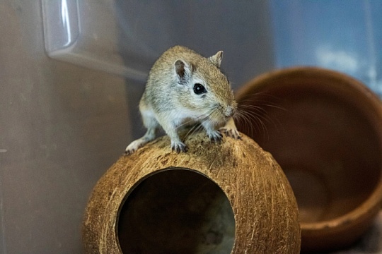 Сообщество помощи «Теплая норка»: кто, как и зачем спасает песчанок 