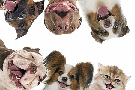 Собаки и кошки брахицефалы