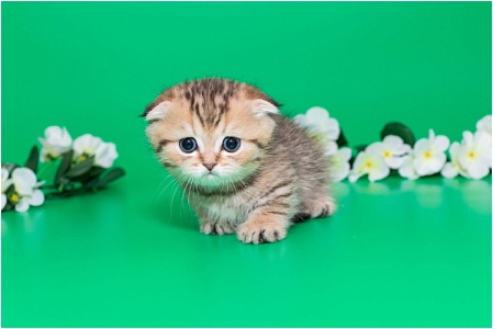 Породы кошек с короткими лапами