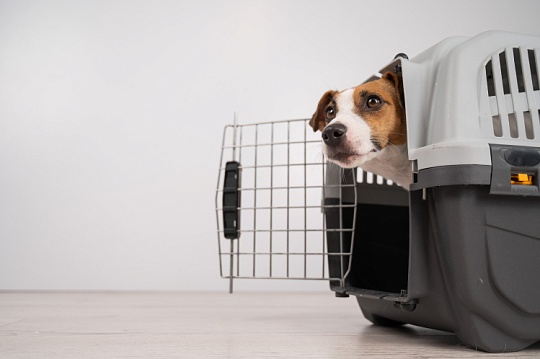 Как приучить собаку к переноске