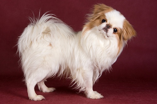 Японский хин Японский хин