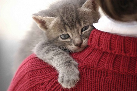 Стресс у котенка