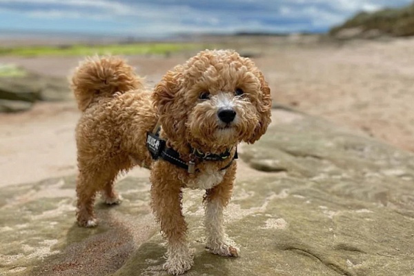 Пушон (Бишпу)