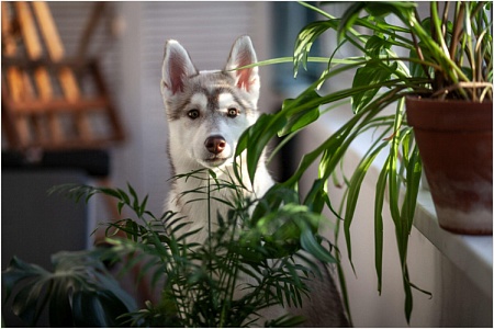 Токсичные для собак растения