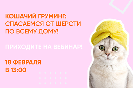 Вебинар «Кошачий груминг: спасаемся от шерсти по всему дому»