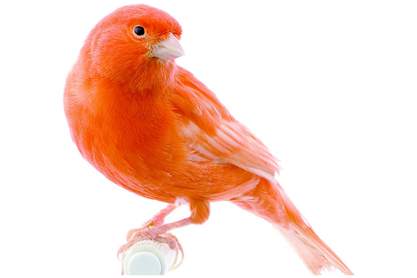 Канарейки цветные 