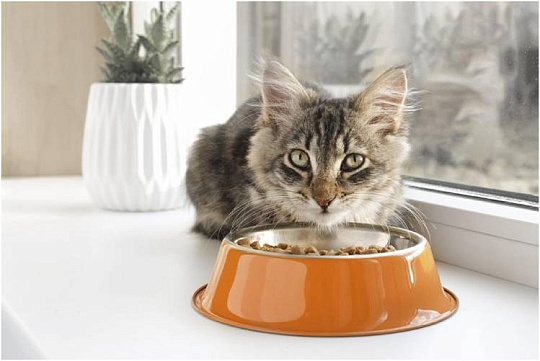 Почему кошка перестала есть: разбираемся в проблеме