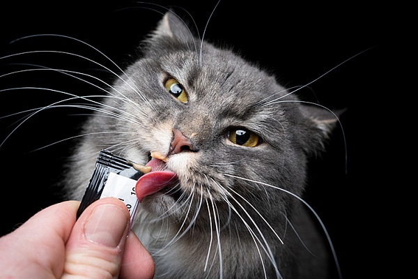 5 мифов о пастах для кошек