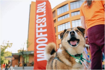 182 питомца нашли новый дом во время весенних фестивалей WOOF! 