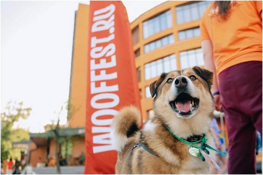 182 питомца нашли новый дом во время весенних фестивалей WOOF!  182 питомца нашли новый дом во время весенних фестивалей WOOF!