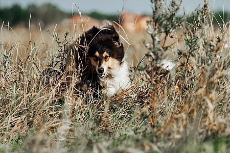 Колли: собака, похожая на картинку из книги. Интервью с заводчицей