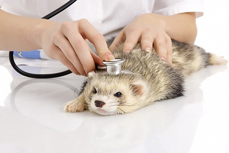 Заболевания хорьков