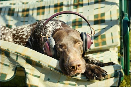Песни для собак. Один дома с музыкой – или без?