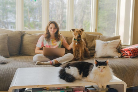 Лучший компаньон: собака или кошка? 