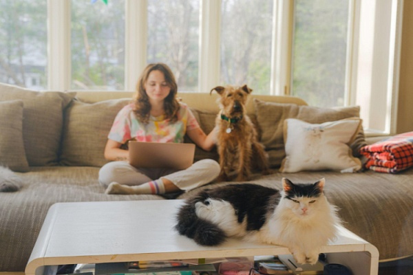 Лучший компаньон: собака или кошка? 