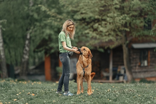 Dog-friendly party: фотосессия на веранде, подарки и беседа с кинологом Dog-friendly party: фотосессия на веранде, подарки и беседа с кинологом