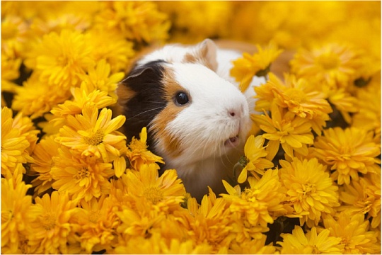 Породы морских свинок: топ-15 популярных разновидностей Породы морских свинок: топ-15 популярных разновидностей