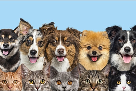 Число питомцев в России выросло за 3 года более чем на 10%