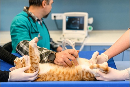 Как часто нужно проходить диспансеризацию питомцам: мнение ветврача