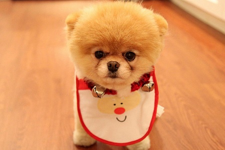 10 советов по правильному кормлению щенка