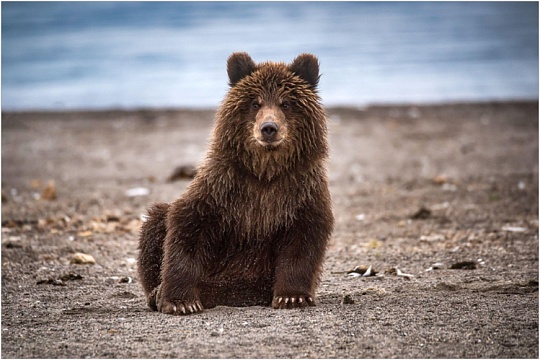 «Медведь не враг»: как вести себя в лесу с собакой