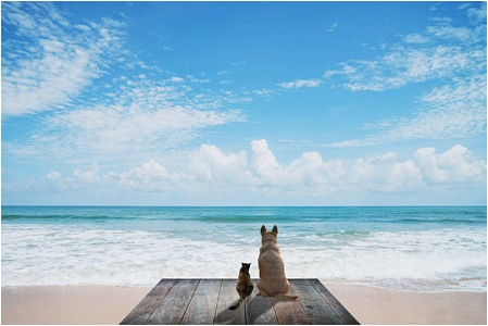 Названы самые популярные города России для путешествий с питомцами