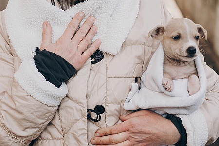 Подобрали щенка с улицы: что делать дальше?