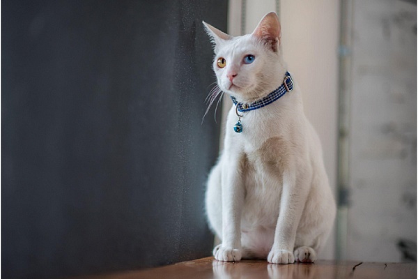 Анатолийская кошка