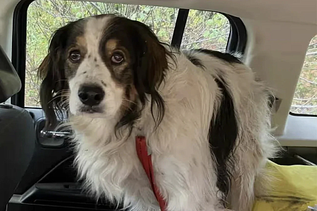 Пожилая собака спасла жизнь своему владельцу