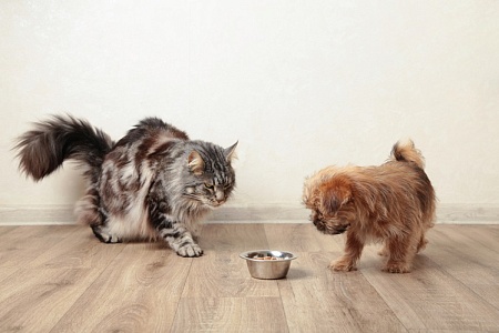 Корм из альтернативных белков: мнение владельцев