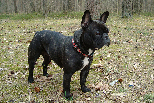 порода собак французский бульдог характеристика