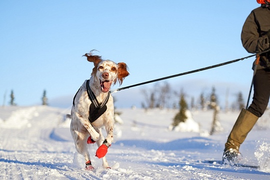 Прогулки с собакой зимой. 10 правил, чтобы не замерзнуть и не заболеть