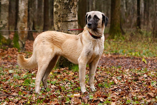 Турецкий кангал