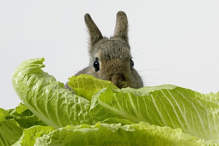 Возраст кролику - не помеха!