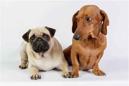 В Германии хотят запретить экстремальное разведение некоторых пород собак