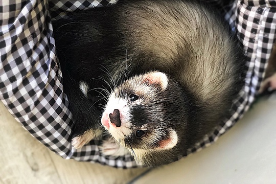 Блохи у хорька: что делать?