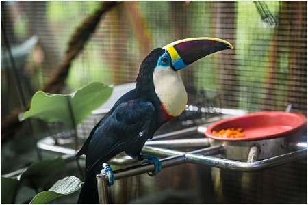 Экзотические птицы для дома: 15 интересных видов