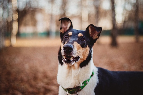 Колли короткошерстный