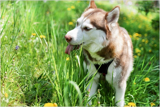 Лямблиоз у собак