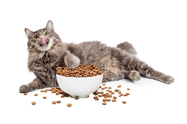 Как правильно кормить кошку сухим кормом? | Советы по выбору корма