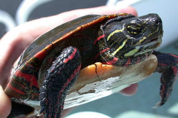 Украшенная расписная черепаха